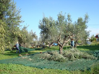Oliven Ernte in November