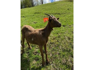 Appartamento per vacanze Maria Alm Ambiente 23