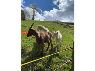 Appartamento per vacanze Maria Alm Ambiente 25