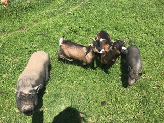 Appartamento per vacanze Maria Alm Ambiente 21