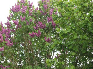 Appartement Kühlungsborn  37