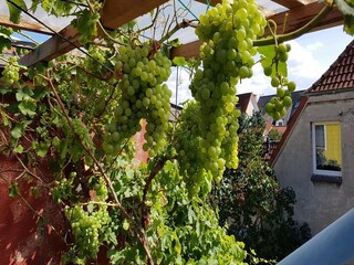 Bungalow Neukloster  38