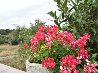 Bungalow Neukloster  39