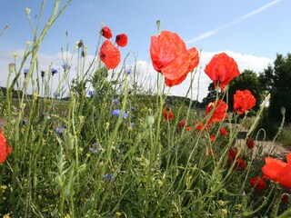 Appartamento Kühlungsborn  36