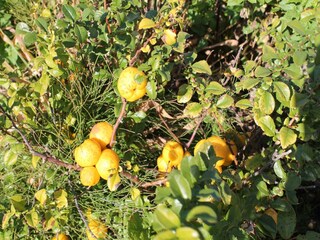 Appartamento Kühlungsborn  39