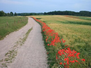 Appartement Klütz Environnement 39