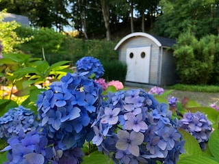 Blick in den modernen Garten mit Hortensien