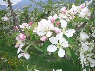 Vakantieappartement Tramin  26