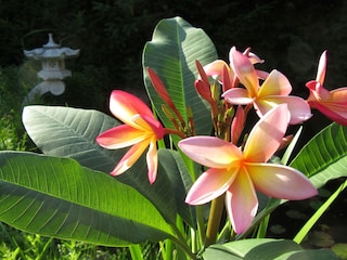 Exotische Blütenpracht  ...