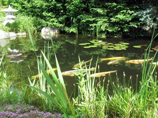 Teich im Garten ...