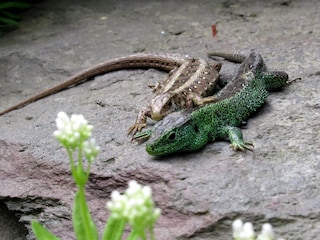 Eidechsel sind auch da ...