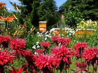 Unser Ferienhaus im bunten Grün verschwunden
