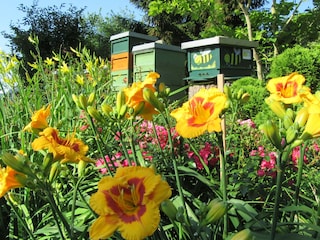 Imkergarten Radig  ... Am Bienenstand