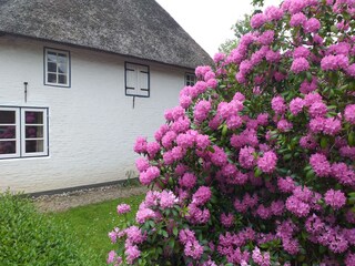 Rhododendren- Pracht