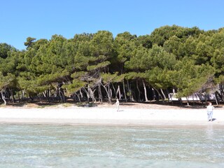 Strand mit angrenzendem Pinienwald
