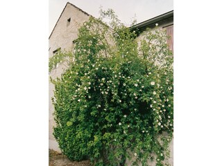 Holiday apartment Werder/Havel Environment 37