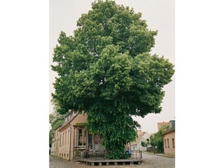 Holiday apartment Werder/Havel Environment 40