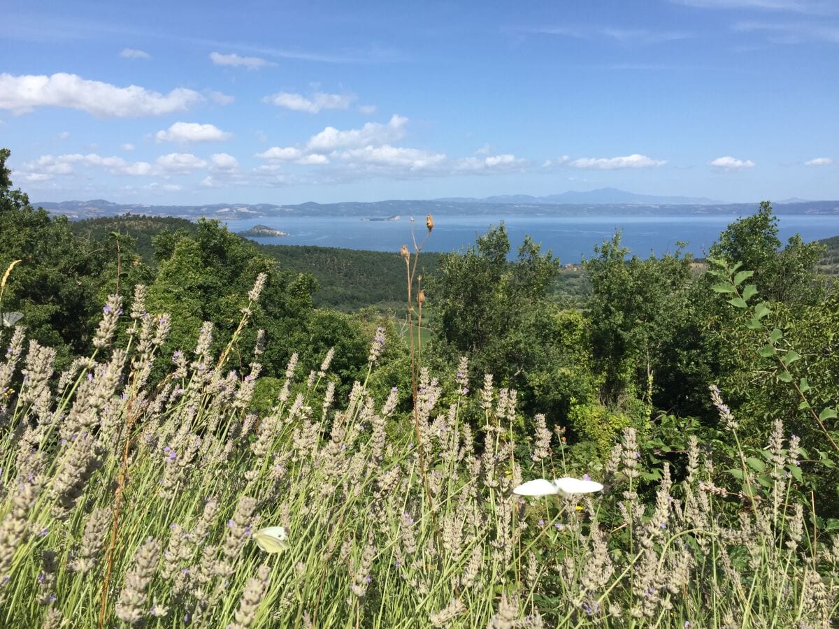 Schmetterlinge im Lavendel, Blick ins Valle