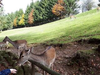 Tierpark Gersfeld