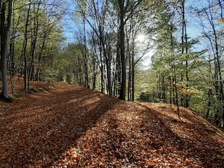 Herbstwanderung im Gichenbachtal