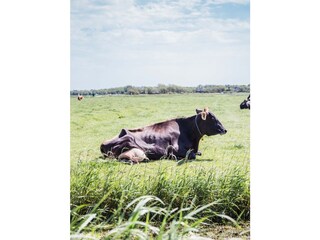 Casa per le vacanze Julianadorp Ambiente 25