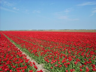 Casa per le vacanze Julianadorp Ambiente 20