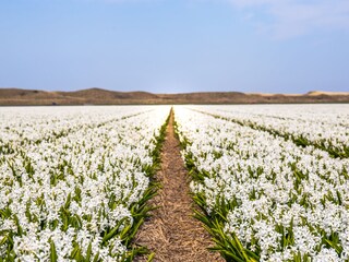 Casa per le vacanze Julianadorp Ambiente 22
