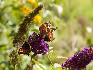 Summer in the garden