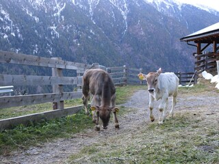 Holiday apartment Naturns Outdoor Recording 3
