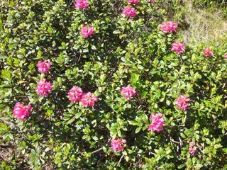 Alpine roses.