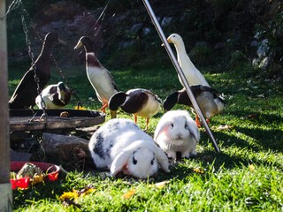 Kanninchen mit den Enten beim Frühstück