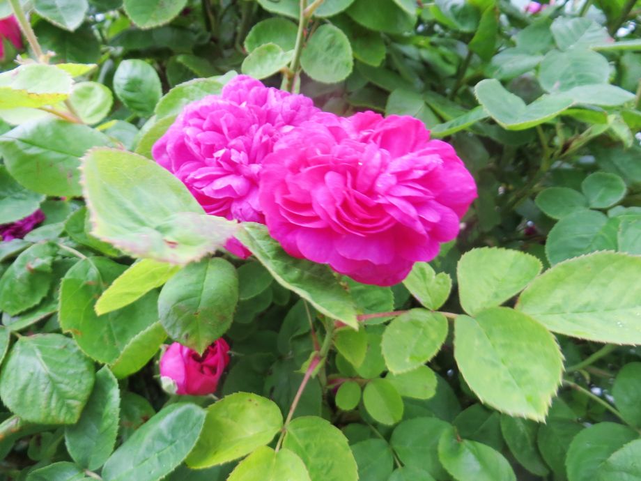 rosenrot