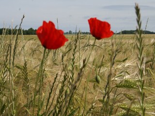 Maison de vacances Tarnow  38