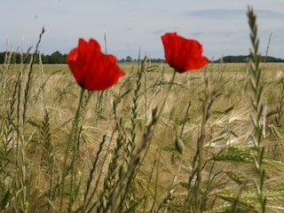 Ferienhaus Tarnow  37