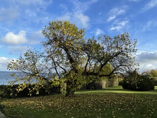 Der Garten von Bølshavn 9