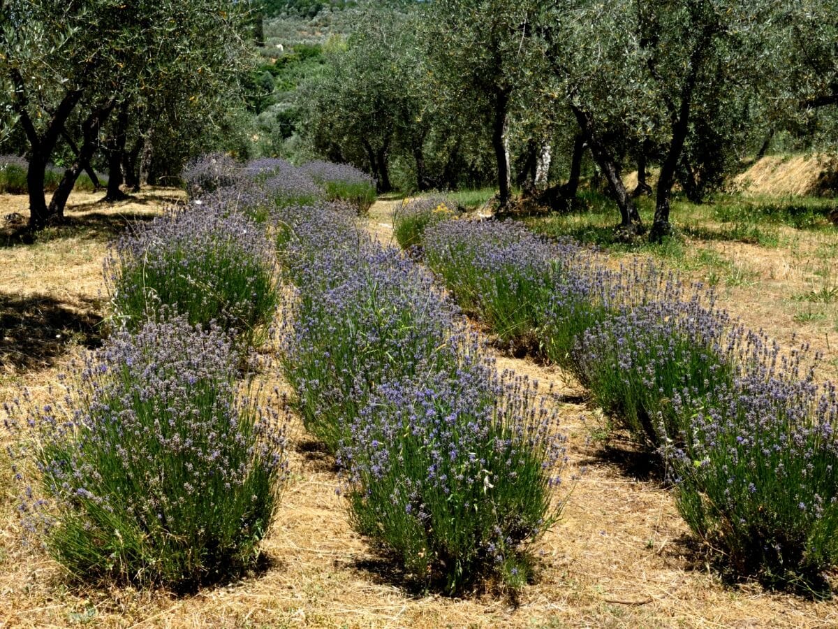 Lavendel - die Eigentümer verkaufen Lavendelprodukte