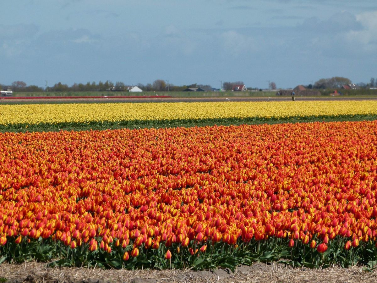 Tulpenfeld