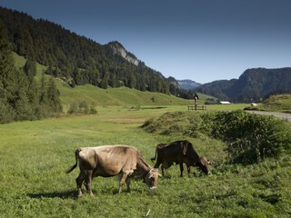 Vakantieappartement Egg in Vorarlberg Omgeving 23