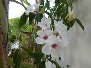 Gartenimpressionen
