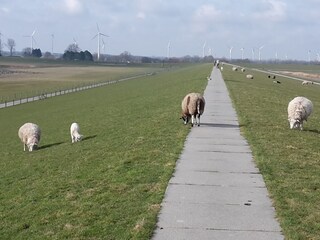 Maison de vacances Dangast Environnement 28