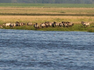 Konikpferde im Speicherkoog