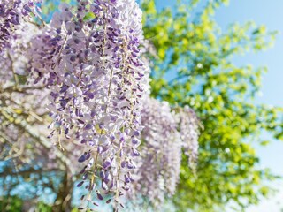 Villa Porto Cristo Registrazione all'aperto 10