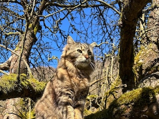 Ferienwohnung Gräfenroda Außenaufnahme 12