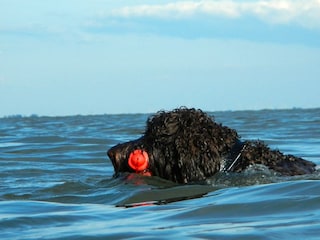 Unser Adi beim Schwimmen!