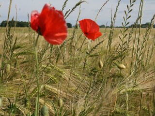 Appartement Rövershagen Environnement 15
