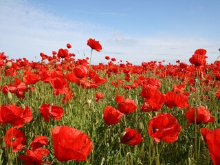 Appartement Rövershagen Environnement 17