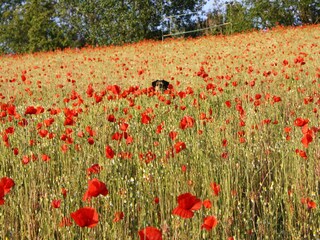 Apartamento Friedrichsdorf Entorno 19