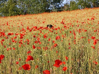 Apartment Friedrichsdorf Umgebung 19