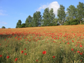 Bungalow Nienhagen Umgebung 15