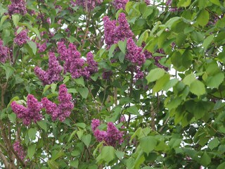 Bungaló Nienhagen  34